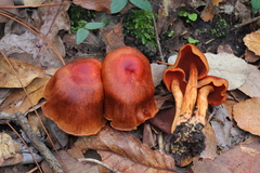 Cortinarius harrisonii