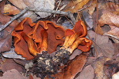 Cortinarius harrisonii
