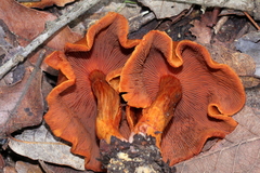 Cortinarius harrisonii