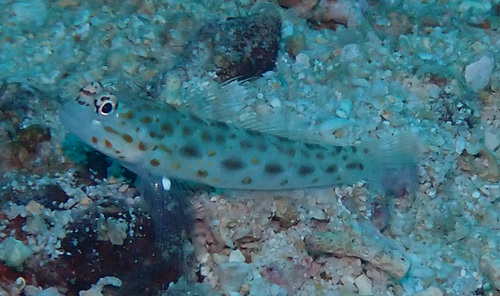 Gold-specked prawn-goby (Ctenogobiops pomastictus) — Gobiidae — 4