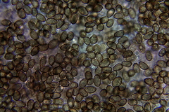 Cortinarius harrisonii