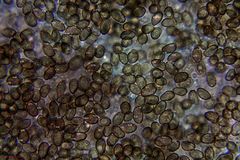 Cortinarius harrisonii