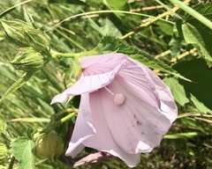 Hibiscus striatus