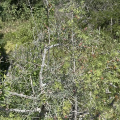 Bursera filicifolia, photograph (c) Bill Levine, some rights reserved (CC BY)
