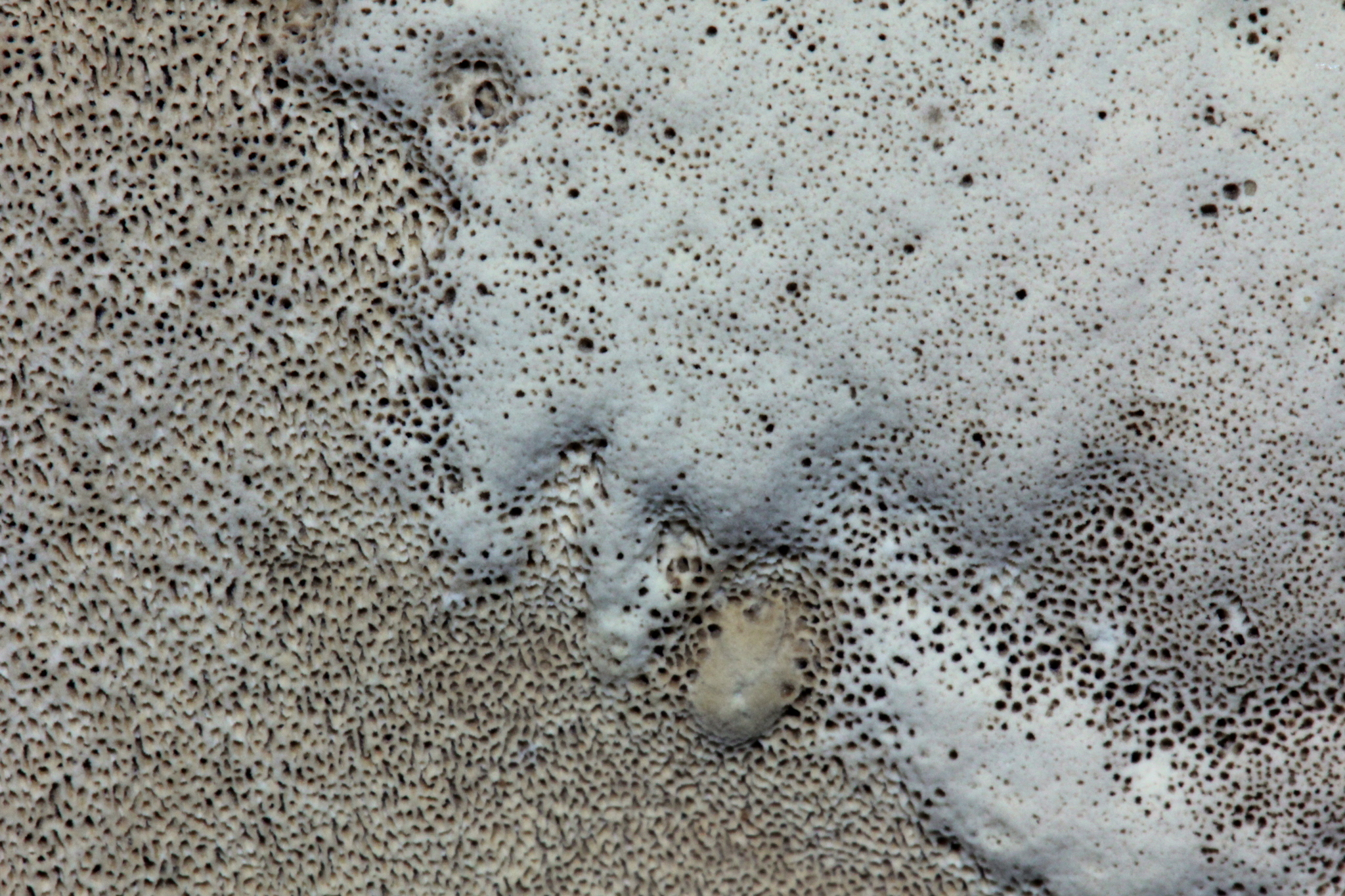 Ischnoderma benzoinum image