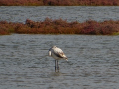 Phoenicopterus roseus