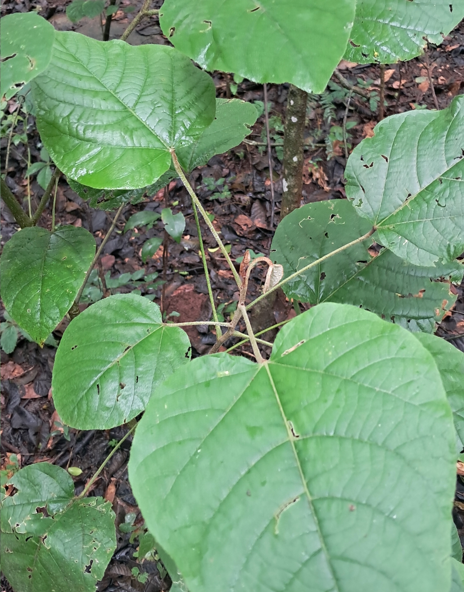 Croton rottlerifolius