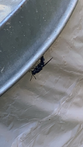 Unknown species found near Kansas City