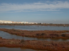 Phoenicopterus roseus