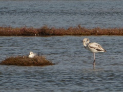 Phoenicopterus roseus