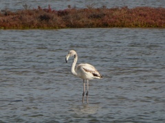 Phoenicopterus roseus