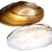 Freshwater Mussels - Photo (c) Udo Schmidt, some rights reserved (CC BY-SA)