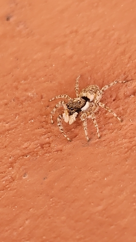 Half-edged Wall Jumping Spider
