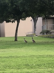 Alopochen aegyptiaca