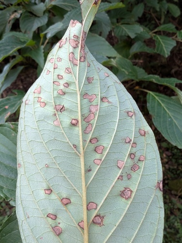 Sphaerulina cornicola