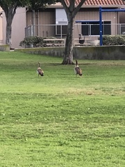 Alopochen aegyptiaca