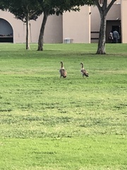 Alopochen aegyptiaca