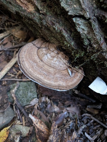 Ganoderma applanatum