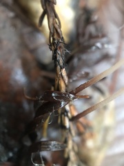 Paragymnopus sequoiae