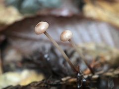 Paragymnopus sequoiae