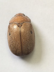 Anoplognathus velutinus