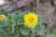 Perityle cordifolia