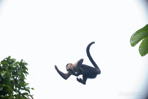 Central American White-faced Capuchin, Golfito, CR-PU, CR, photo 9 of 10