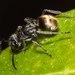 Polyrhachis guerini - Photo (c) juju98, some rights reserved (CC BY-NC), uploaded by juju98
