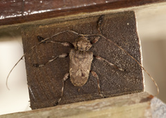 Lagocheirus araneiformis