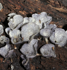 Rhodoarrhenia