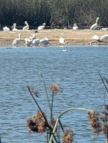 iNaturalist observation photo of American White Pelican