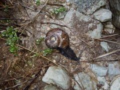 Powelliphanta
