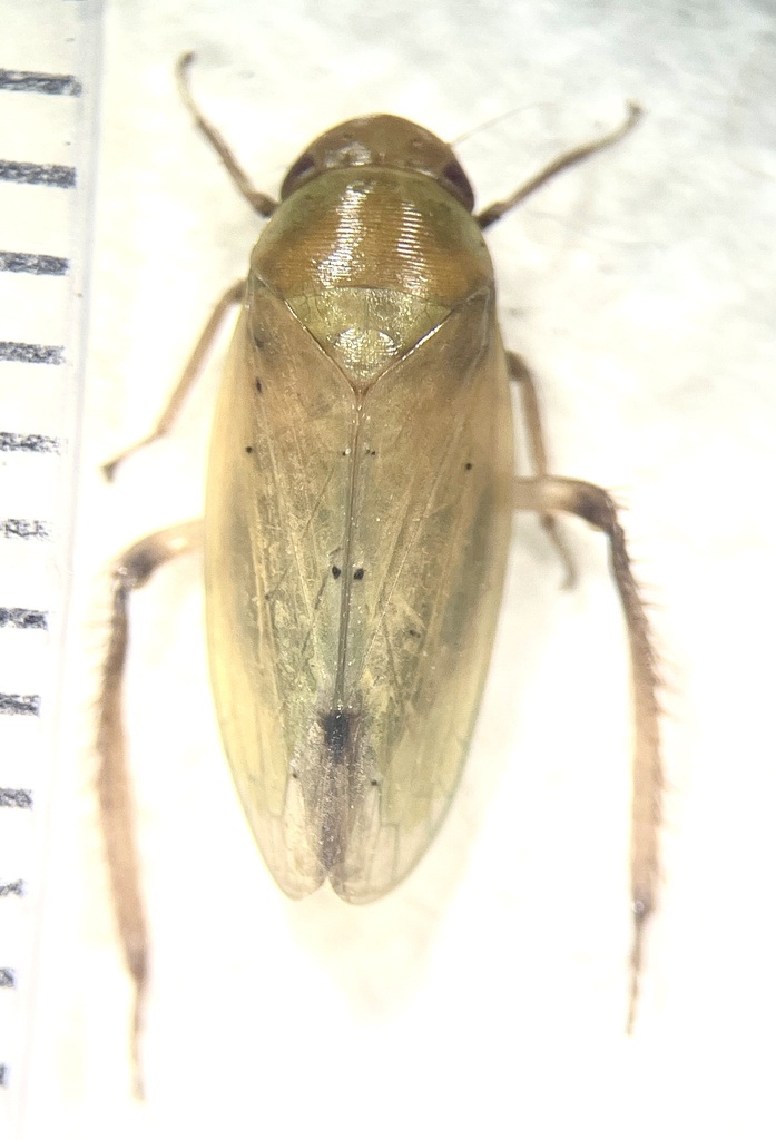 Ponana sparsa