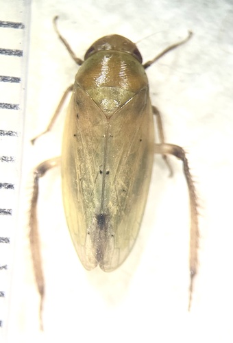 Ponana sparsa