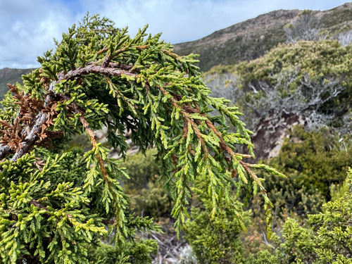 Diselma archeri Hook.f.