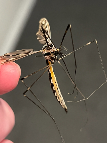 Unknown species found near Davjo Ln, Highland Heights, KY, US