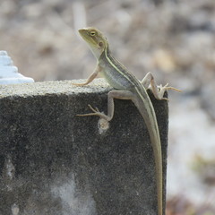 Diporiphora