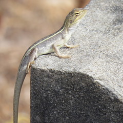 Diporiphora