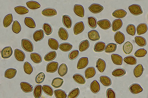 Psilocybe aquamarina