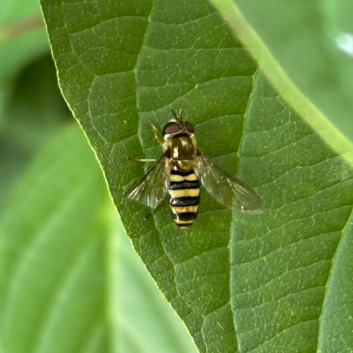 Unknown species found near Minnesota, US