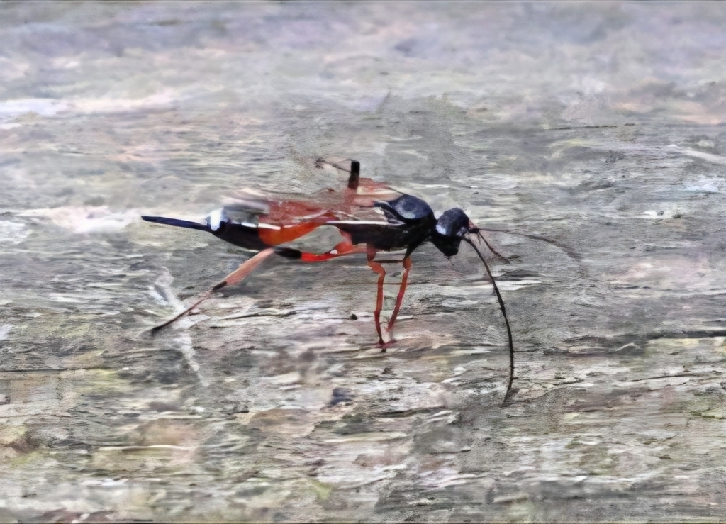 Gambrus ornatus