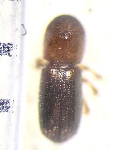 Ambrosia beetle (Xyleborus affinis) photo 3