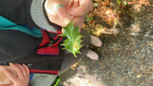 Unknown species found near Ring Rd, Oak Bay, BC, CA