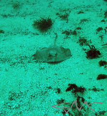 Trygonoptera testacea