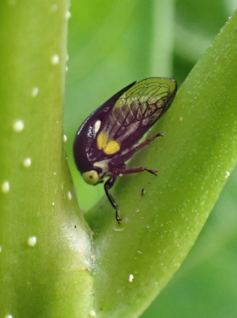 Monobelini