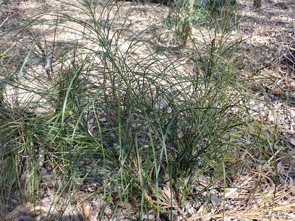 Macrozamia crassifolia