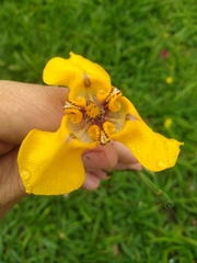 Cypella herbertii
