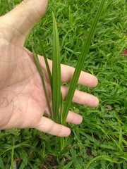 Cypella herbertii