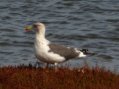 Larus fuscus