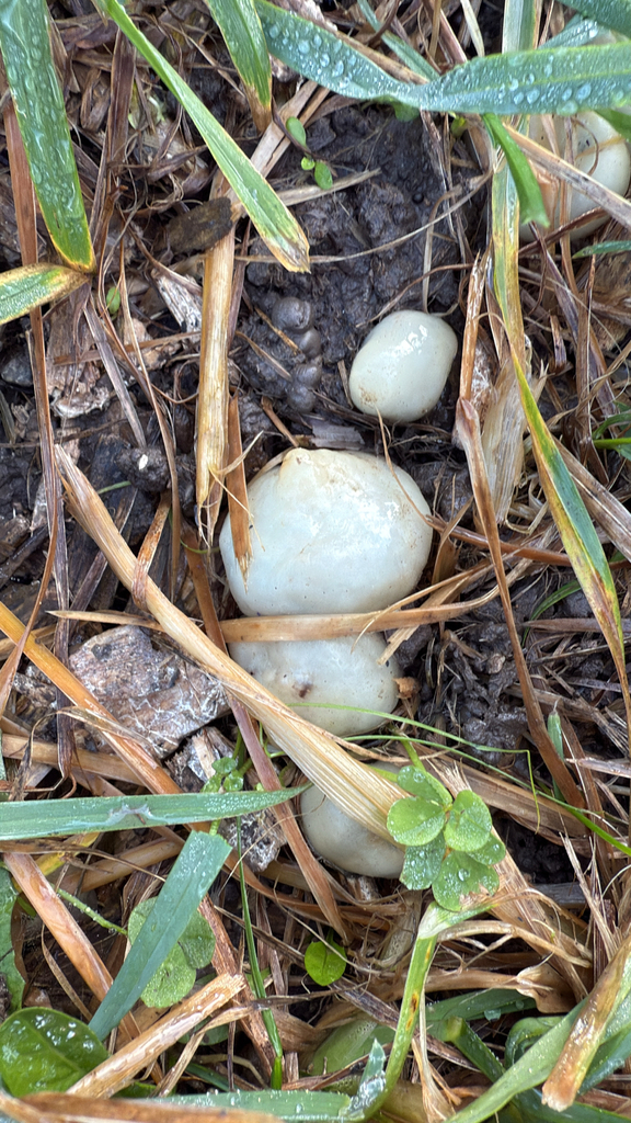 Psilocybe weraroa · June 2025 · photo: © chaos_fungoriun (iNaturalist, cc0)